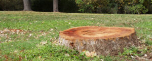 Stump